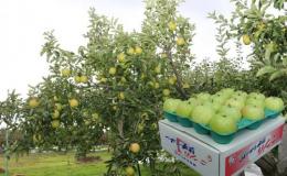 王林【年内発送受付は12月5日(金)まで】