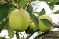 王林【年内発送受付は12月5日(金)まで】